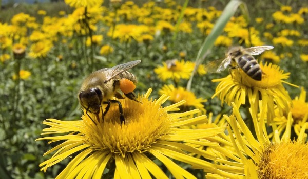¿Cuáles son los nuevos desafíos del planeta? - bee-and-daisy-polinizando-650-350