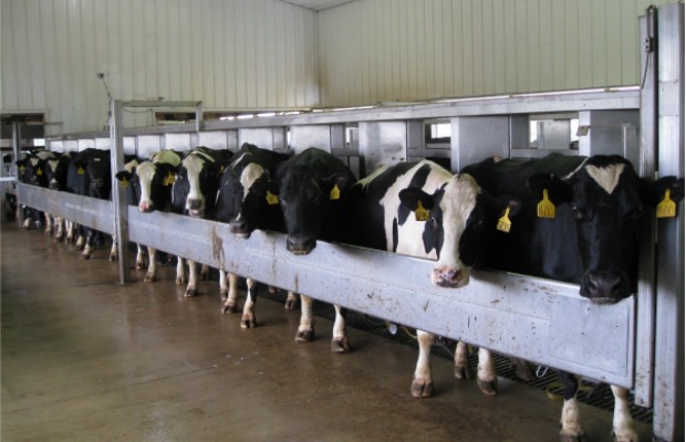 Cows in the parlor620+400