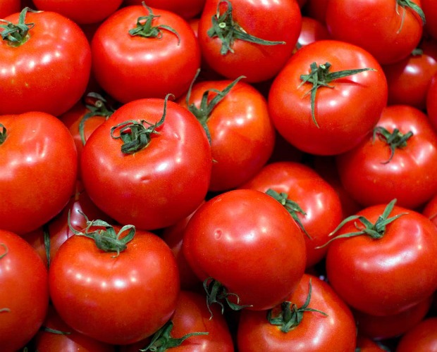 Tomates maduros 620+500